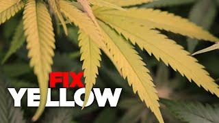 How to Fix Yellow Leaves - Nitrogen, Magnesium, Sulfur & Potassium Deficiencies in Weed & Cannabis