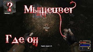 Stalker Legend Returns Где найти Мышецвет для Анубиса