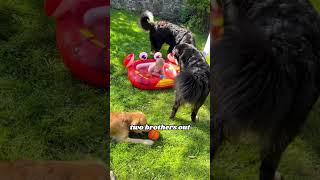 Lovesick dog #story #animals #cute #dog