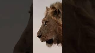 Lion vs Elephant Who Rules the Luangwa River?