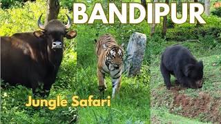 Bandipur Tiger Reserve Safari | Bandipur Tiger Chase | Jeep Safari Bandipur | Jungle Lodges Safari