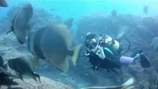 Aliwal Shoal Adventures