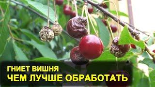 Вишня гниет на дереве-плодовая гниль. Монилиоз: чем лучше обработать вишню.