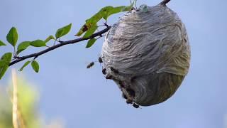 Yellow-jacket Wasps