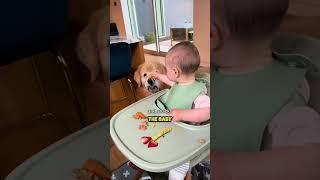 Baby Has The Fluffiest Best Friend  #pets