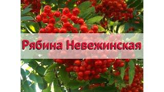 Рябина обыкновенная Невежинская  Обзор: посадка и уход. саженцы, крупномеры: описание и особенности