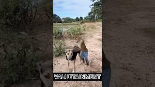 Monkey Calls Dog Uber for Snacks! 