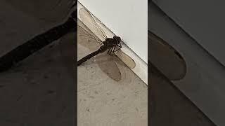 Dragonfly in Our New Dairy Barn? #farming #dairy#insects