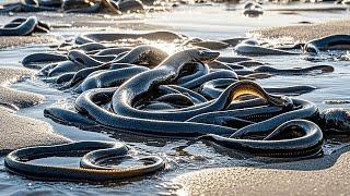 I saw a conger eel from a distance, it was so thick and slippery, I put it directly into the bucket！