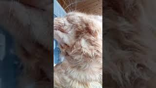 Кот Джокер,Мейн кун.  С Праздником!  Музыкальная пауза. Поет Любимец публики.