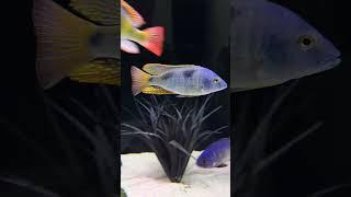 SUPER NOVA African Cichlid Will STUN YOU