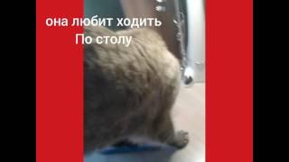 Моя кошка снежка!