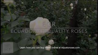 Ecuadorian Quality Roses - Buy Roses Online with EQR