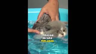 Tips Memandikan Kucing Agar Tidak Mengamuk #kucing #kucinglucu #kucingimut #kucingoren