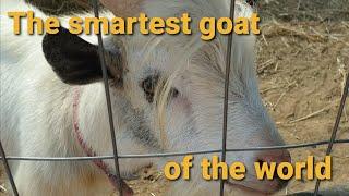 The smartest goat of the world