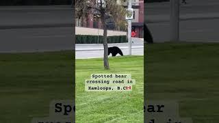 Unexpected encounters with wildlife in  #wildlife #blackbear #scary #shocked #kamloops