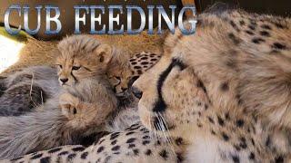 Abi The Cheetah & Her 2nd Litter Of Cubs Feeding | Four Months Old Eating Giraffe Zebra And Nursing