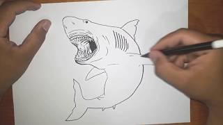 How to draw GREAT WHITE SHARK