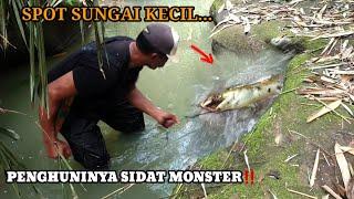 SUPER‼️ MANCING SIDAT MONSTER DI SUNGAI KECIL, TERNYATA PENGHUNINYA DI LUAR DUGAAN | BIG EEL