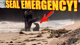 I Got GOLD Metal Detecting This TOXIC Beach!