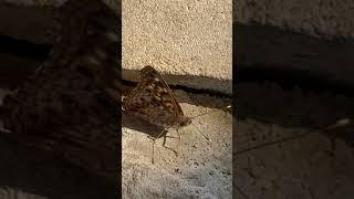 Hackberry Emperor Butterfly close up