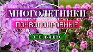 ТОП 10 ЛУЧШИХ ЦВЕТУЩИХ ПОЧВОПОКРОВНЫХ Многолетников -  И ПОЛОТЬ НЕ НАДО !