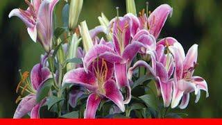 14 Recommended Lily Varieties For Your Garden ️