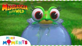 Froggy Adventures  | Madagascar: A Little Wild | Mini Moments