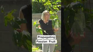 How to Propagate Passion Fruit Vines #passionfruitlovers #growpassionfruit