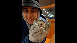 YOU MUST SEE THIS HEDGEHOG CAFE IN JAPAN