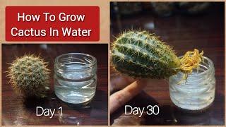 How To Grow Cactus In Water | How To Grow Cactus From Cuttings #cactus #propagation #hydroponics