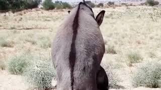 Started Donkey Mating| | Heavy Donkey First Time Meeting | Donkey Matting#donkey #donkeylovers