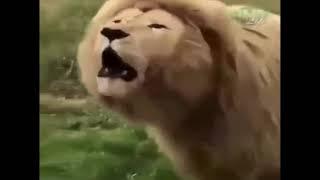 muslim lion