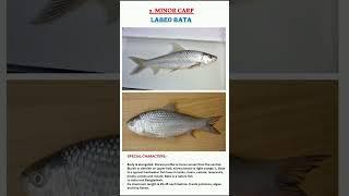 Fish carps  #major and minor fish carps #fisheries #youtubeshorts #motivation #studymotivation