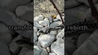 Spiritual Meanings of Snakes. What secret might the snake be trying to tell you? 2025