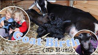 Goat Birth (No Music)