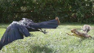 Crows outnumber and surround squirrel to get peanuts