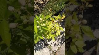 White Blackberries / Weiße Brombeere - Snow Bank