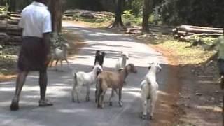 Creative Extension-Goat Song.MPG