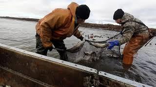 Рыбный промысел у Восточно-Сибирского моря