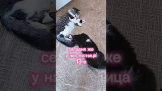 Пятница 13-е #cat #прикольнаяозвучка #юмор