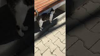 Мурочкин сыночек #безкотаижизньнета #kitten #gatto #gato #котка #catsofyoutube #lechat #котёнок