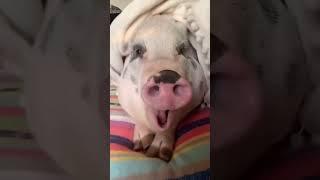 #cat #dog #funny #happycats #catmemes #music #memes #pets