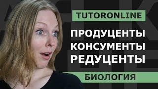 Биология | Продуценты, консументы, редуценты. Компоненты пищевой цепи.