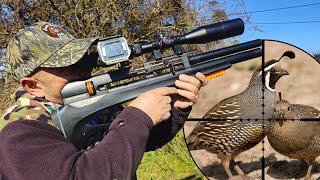 Caceria De Codorniz y Zorzal con Rifle pcp P35