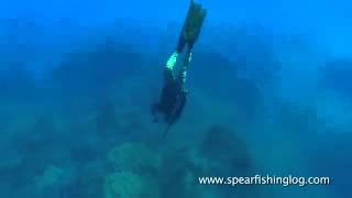 Spearfishing Shi drum (Umbrina cirrosa) in my favorite hole