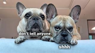 Things Nobody Tells You About Owning A French Bulldog