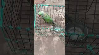 mithu ️ #parrot #talkingparot #nonstoptalkingparrot #cute #birds #mithukibatain #funny #azharparr