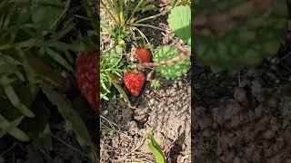 strawberries  #entertainment #fruits #gardening #youtube shorts#reels