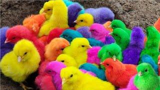 Tangkap Ayam Lucu, Ayam Warna Warni, Ayam Rainbow Gokil, Kelinci, Kucing Lucu, Bebek, Hewan lucu